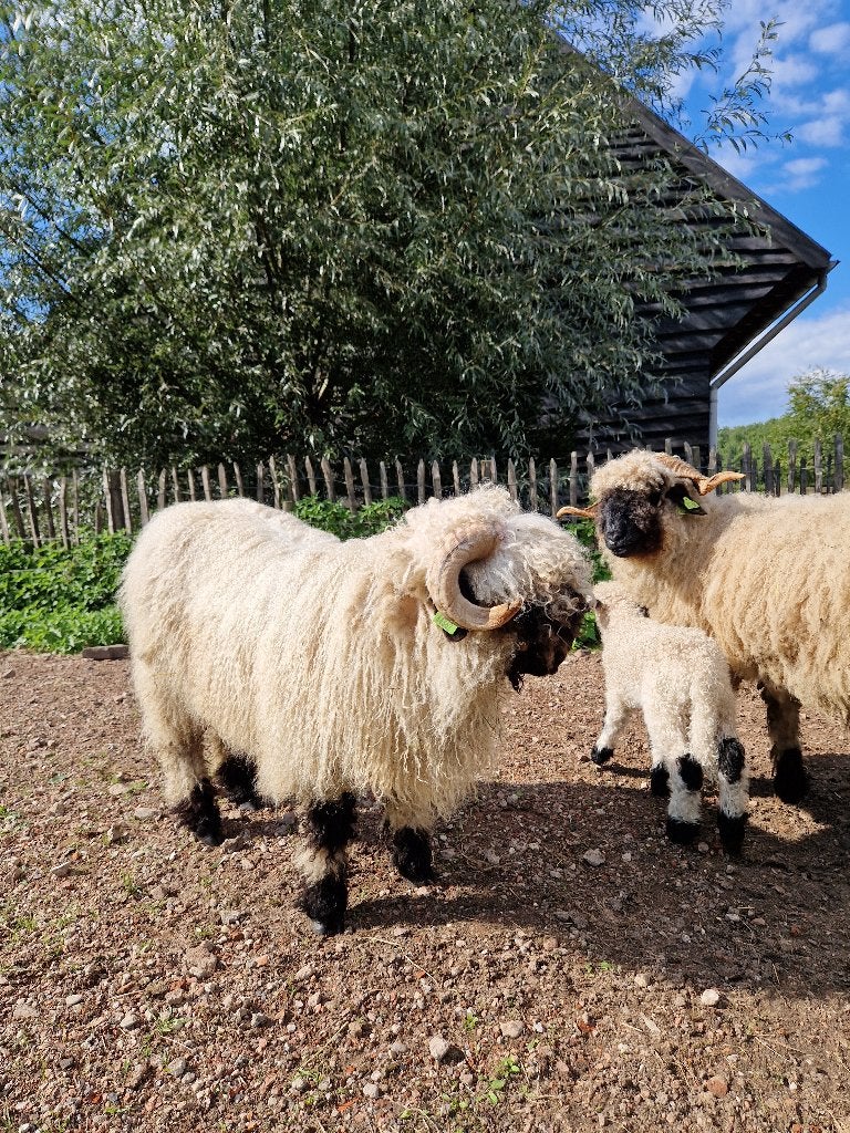 Walliser Schwartznase ram ARR/ARR Zwoegervrij, Dieren en Toebehoren, Mannelijk, Schaap, 0 tot 2 jaar