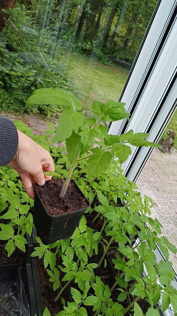 Moestuin plantjes tomaat tomatenplantjes (zelf opgekweekt), Tuin en Terras, Ophalen, Volle zon, Groenteplanten, Eenjarig