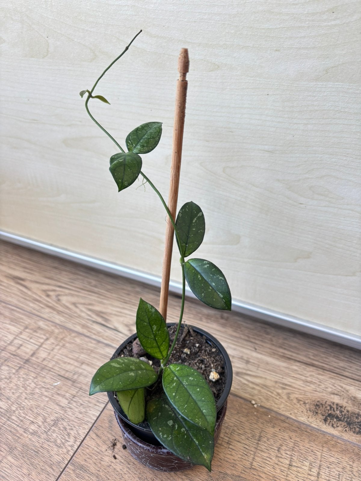 hoya crassipetiolata splash, Huis en Inrichting, Ophalen of Verzenden, Halfschaduw, Minder dan 100 cm