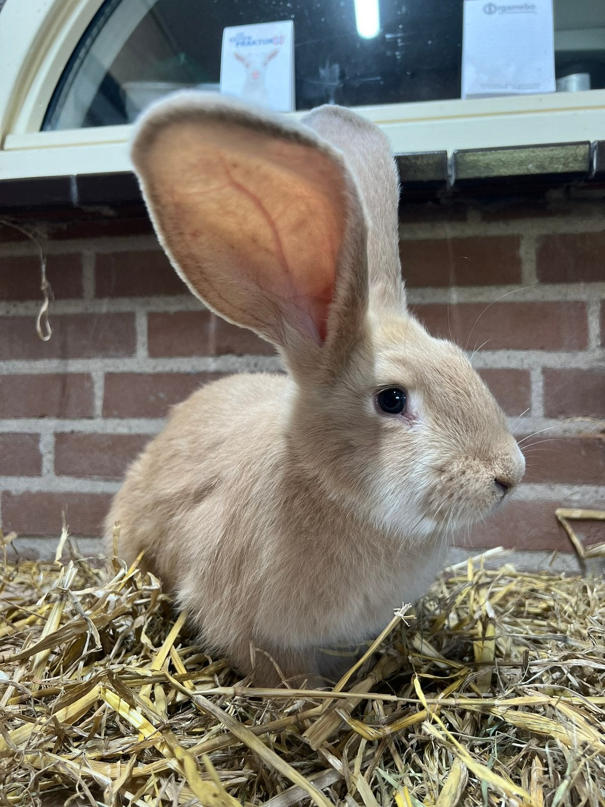 Jonge tamme vlaamse reus ram te koop, Mannelijk, Groot