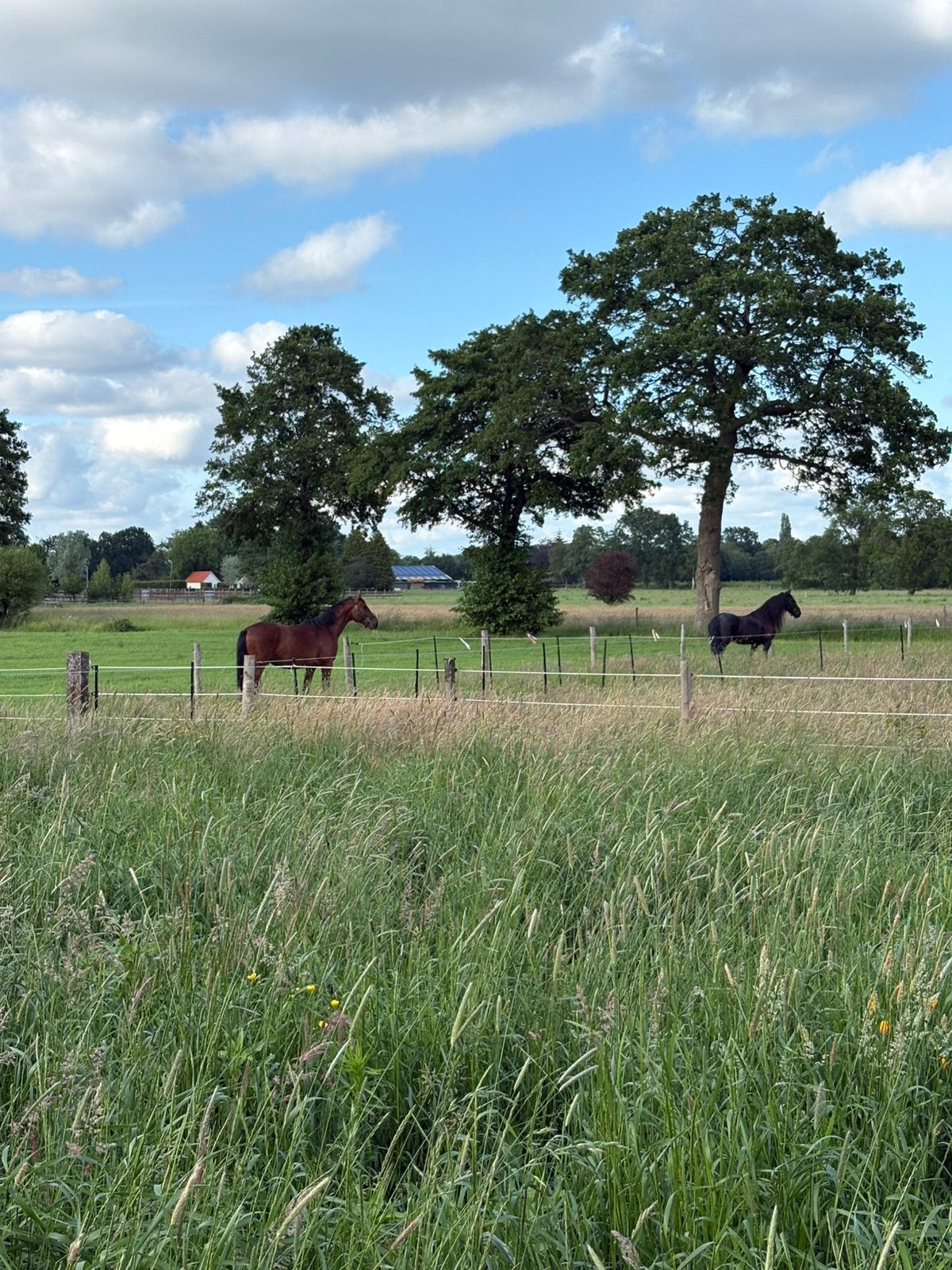 Plek aangeboden voor gezelschapspony, Dieren en Toebehoren, Stalling en Weidegang, Weidegang, 1 paard of pony