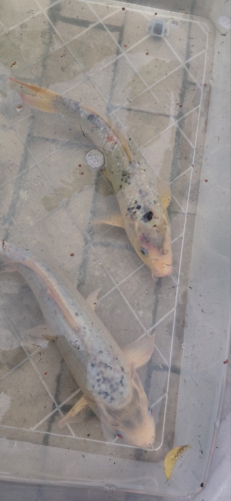 2 Shiro Bekko koi van 35 cm, Dieren en Toebehoren, Vissen | Vijvervissen, Karper of Koi