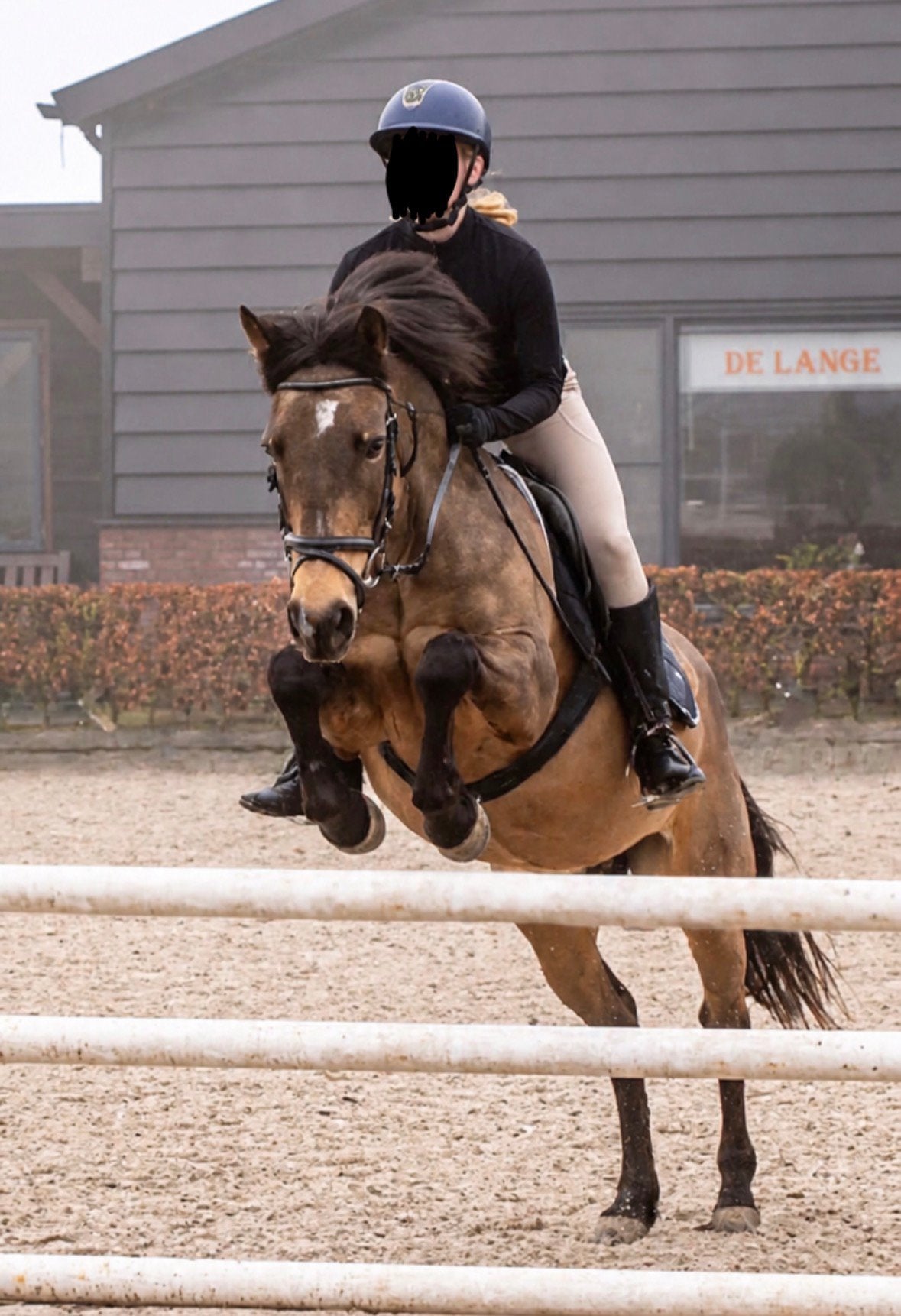 Bijrijd paard, lease paard, verzorg paard/pony gesocht, Ophalen, Nieuw