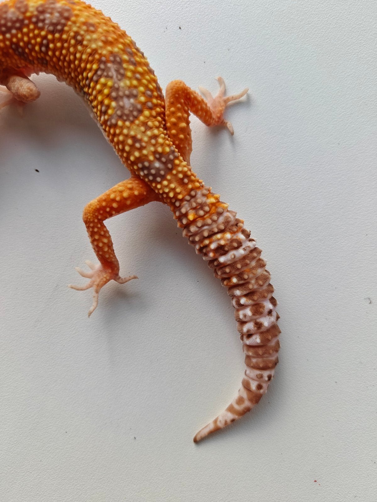 Prachtige oranje luipaardgekko te koop Leopard Gecko photo 4
