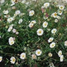 10 verschillende vaste planten die wit/crème bloeien, Tuin en Terras, Ophalen of Verzenden, Vaste plant, Overige soorten, Halfschaduw