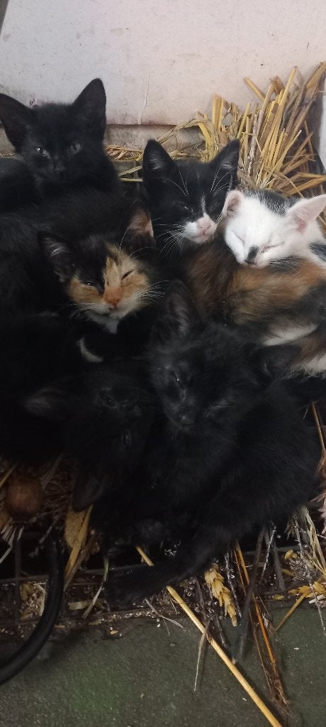 Lieve boerderij kittens, Dieren en Toebehoren, Meerdere dieren, Ontwormd