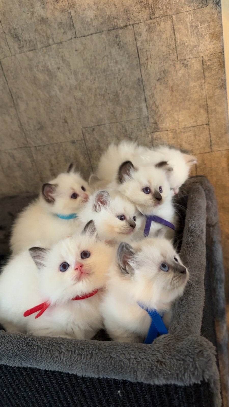 Ragdoll kitten, Meerdere dieren, Ontwormd
