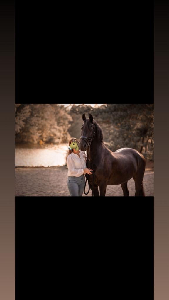 Friese merrie te koop, Merrie, B, 160 tot 165 cm, 11 jaar of ouder
