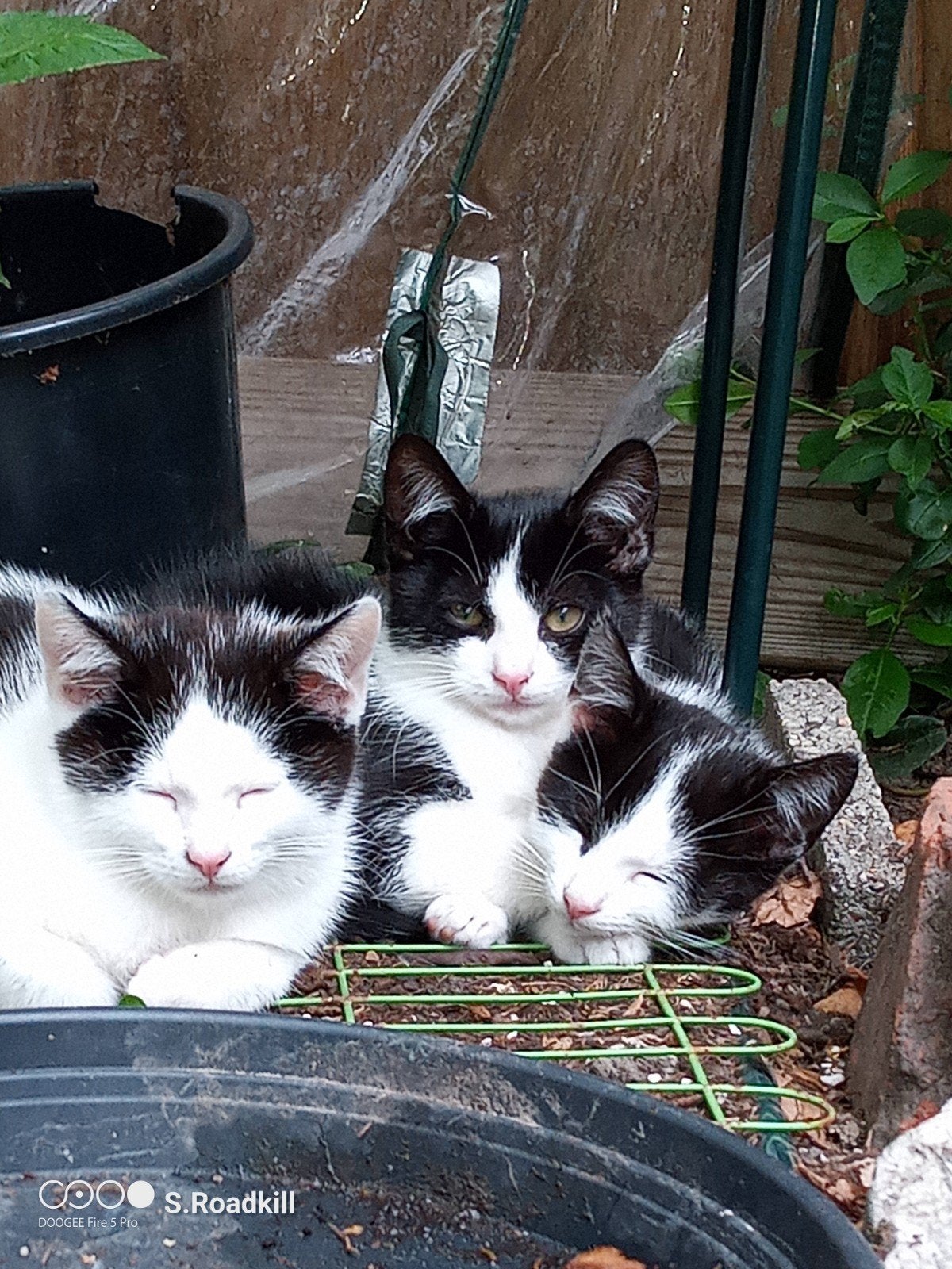 kittens 12w, Dieren en Toebehoren, Katten en Kittens | Overige Katten, Meerdere dieren, Kortharig, 0 tot 2 jaar