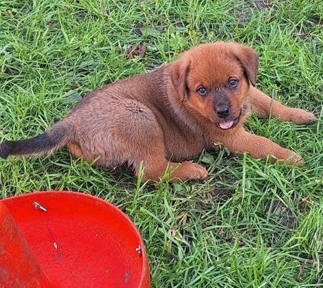 kruising rottweiler x mechelse herder, Dieren en Toebehoren, België, Particulier, CDV (hondenziekte), 8 tot 15 weken