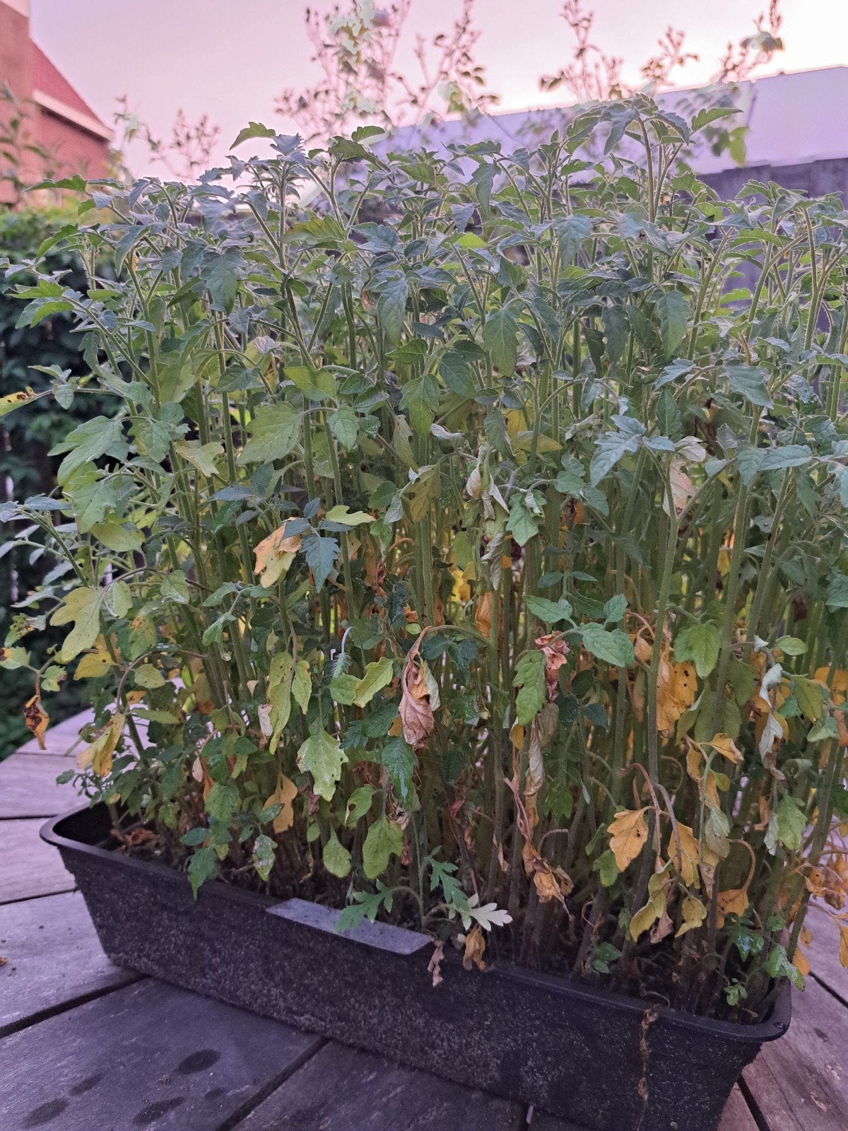 Gratis tomatenplantjes, Tuin en Terras, Planten | Struiken en Hagen, Ophalen, Overige soorten, Minder dan 100 cm