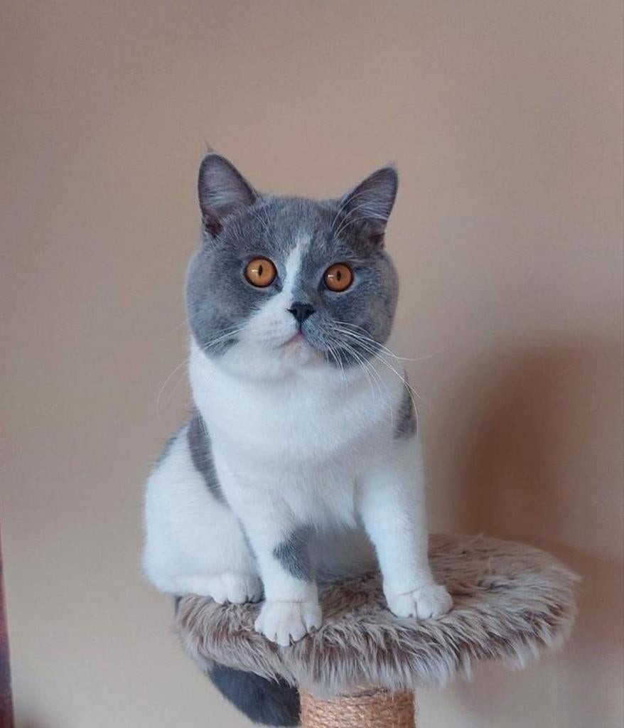 Dekkater brits korthaar met stamboom en kampioens titel, Dieren en Toebehoren, 0 tot 2 jaar