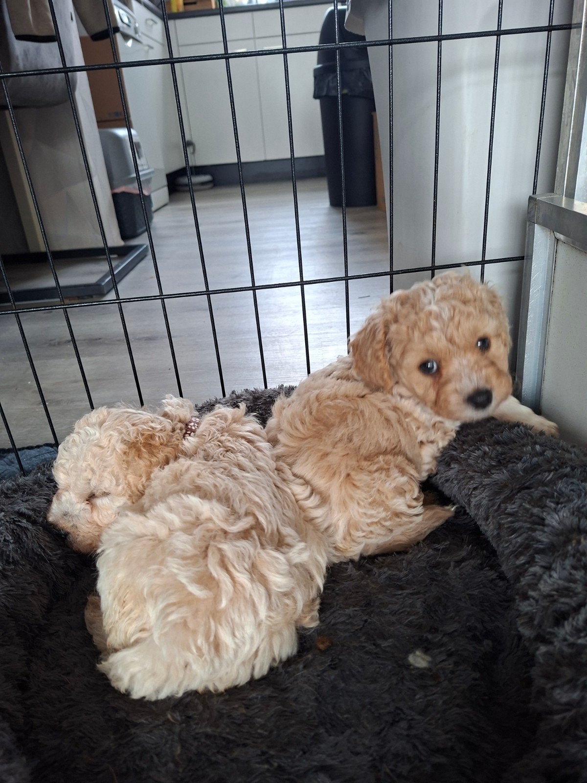 maltipoo puppy's, Overige rassen, 8 tot 15 weken, Meerdere, Meerdere dieren