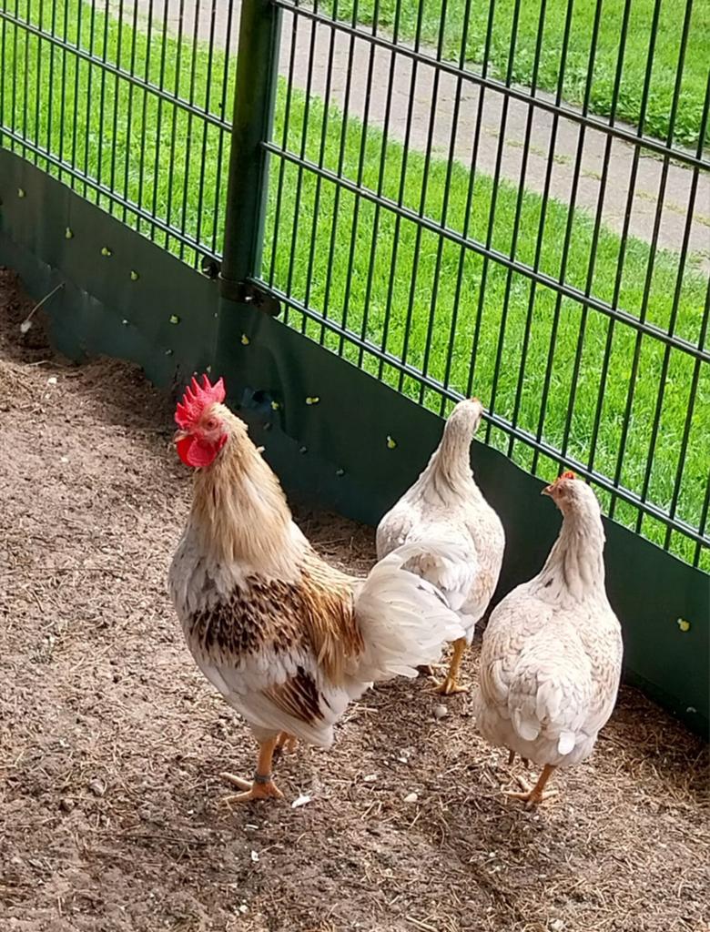 Barnevelder kriel, Dieren en Toebehoren, Pluimvee, Mannelijk, Kip