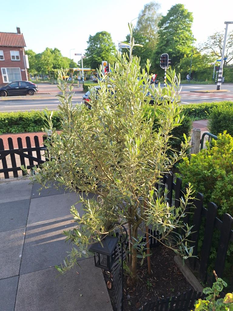 Olijfboom, Tuin en Terras, Planten | Bomen, Bloeit niet, 100 tot 250 cm, Olijfboom, Ophalen