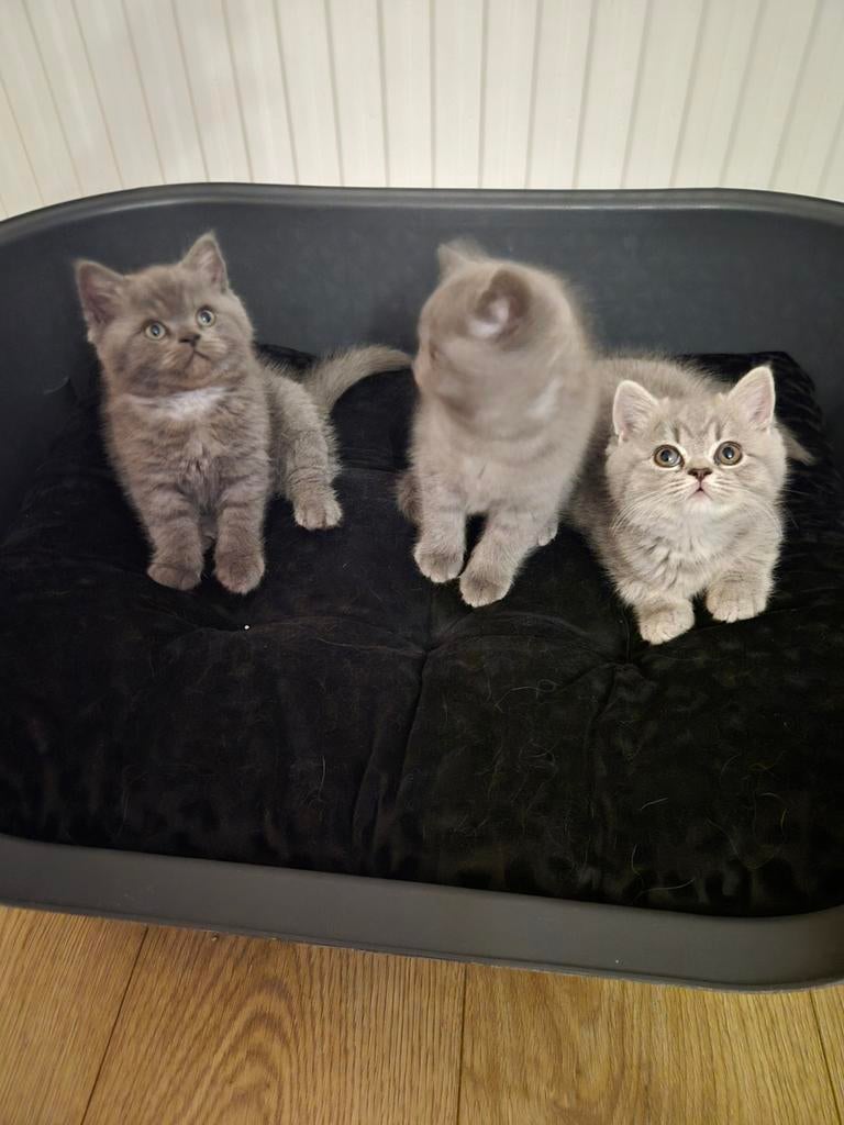 Britisch perzisch kittens brit pers