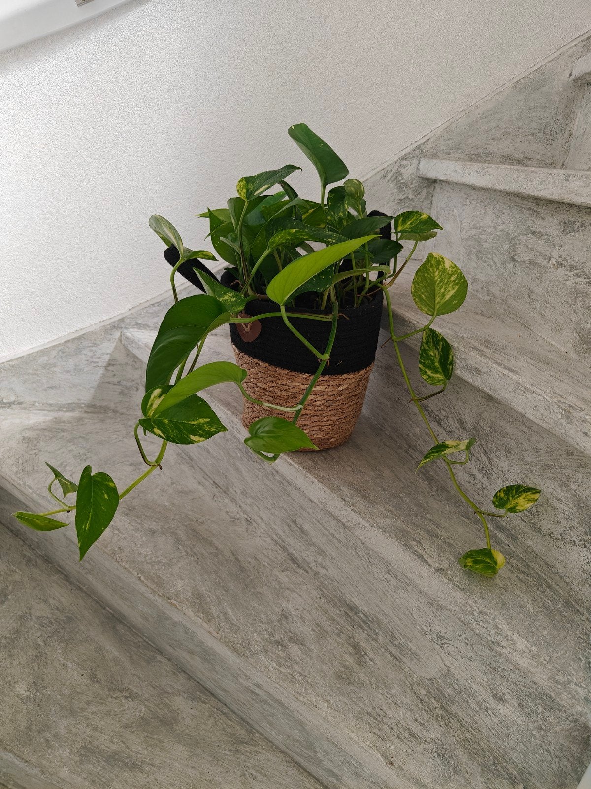 Grote, gemakkelijke kamerplant, Ophalen of Verzenden