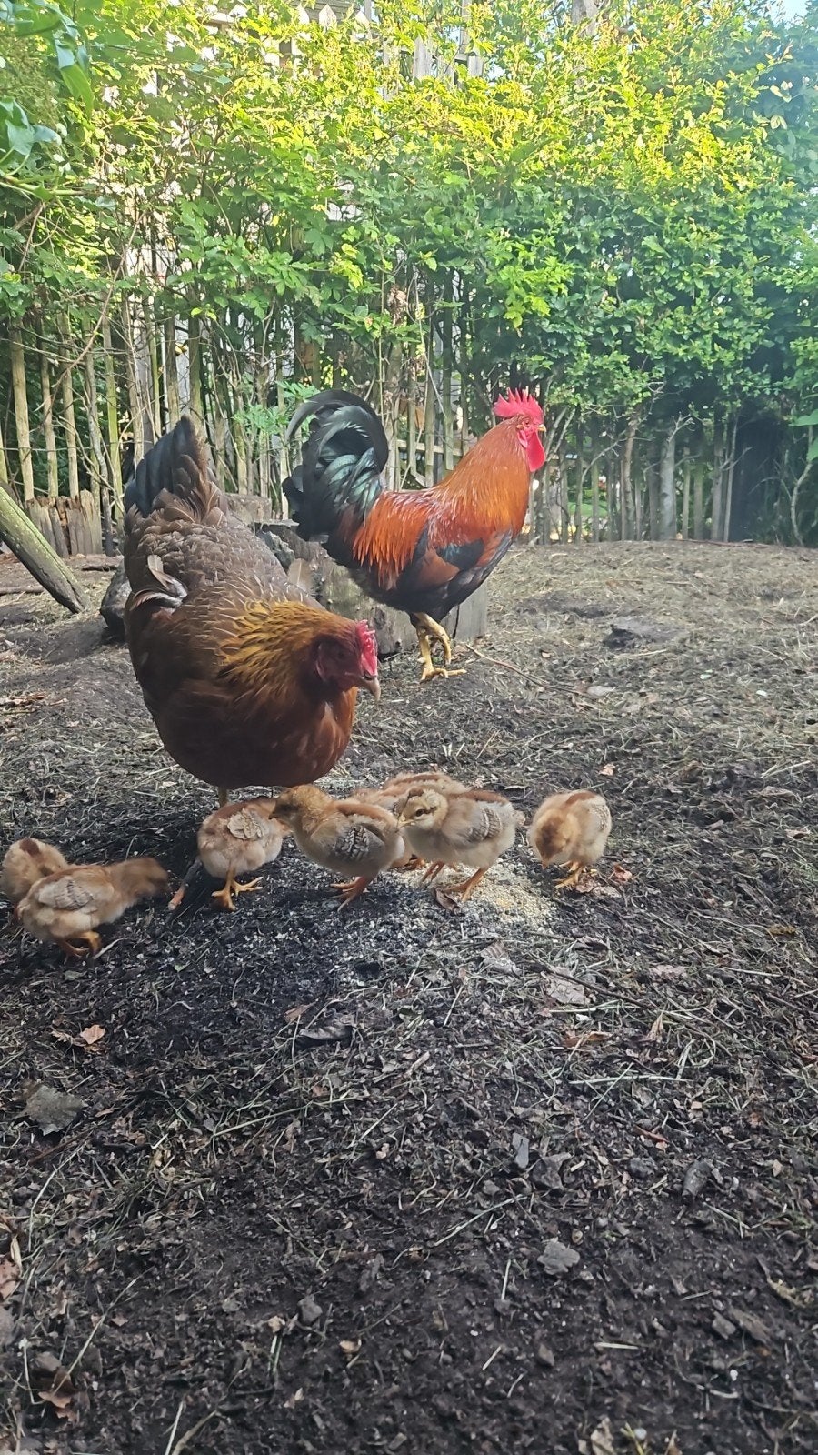 foktoom welsumer, Dieren en Toebehoren, Pluimvee, Meerdere dieren, Kip