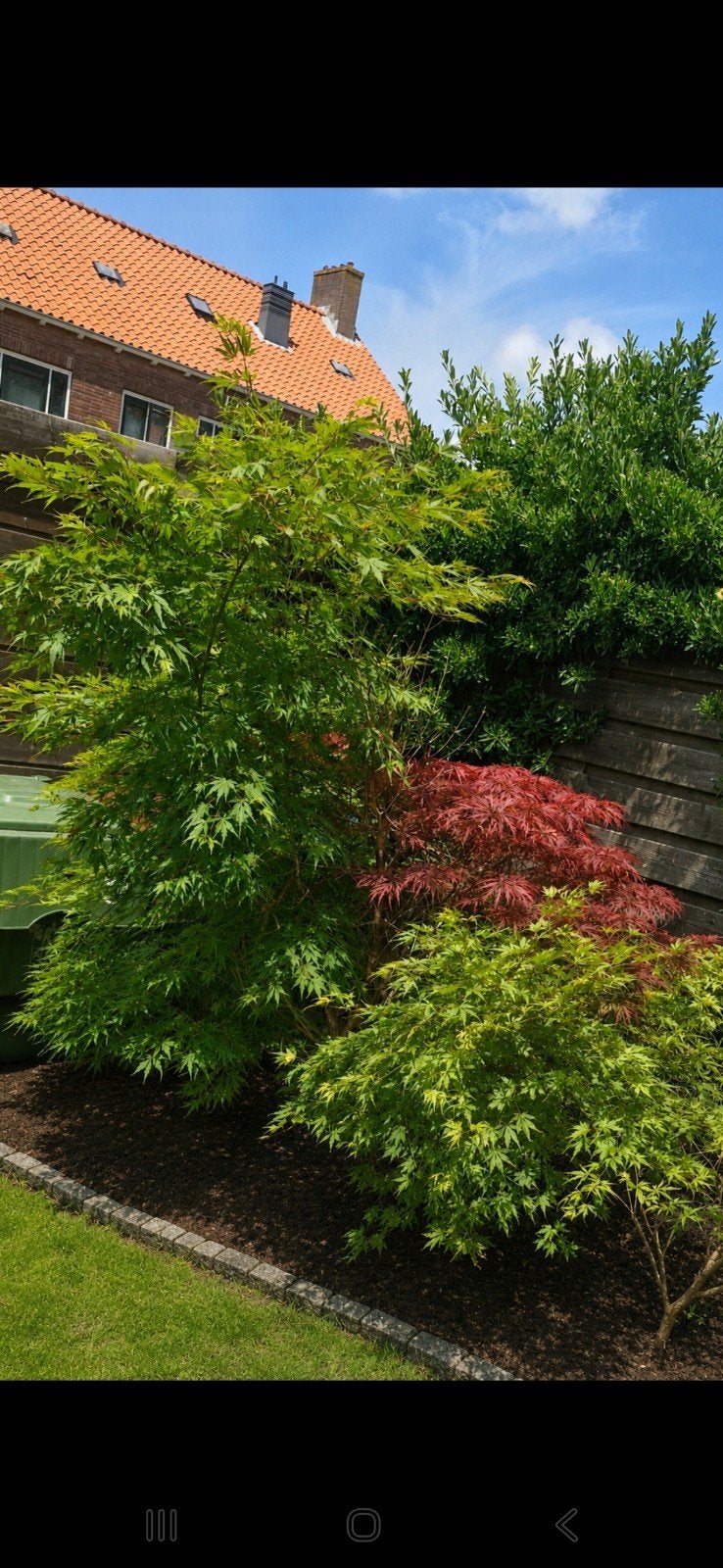 Japanse esdoorn Acer palmatum +-180 cm hoog, Tuin en Terras, Planten | Bomen, Ophalen, Bloeit niet, Halfschaduw, Overige soorten