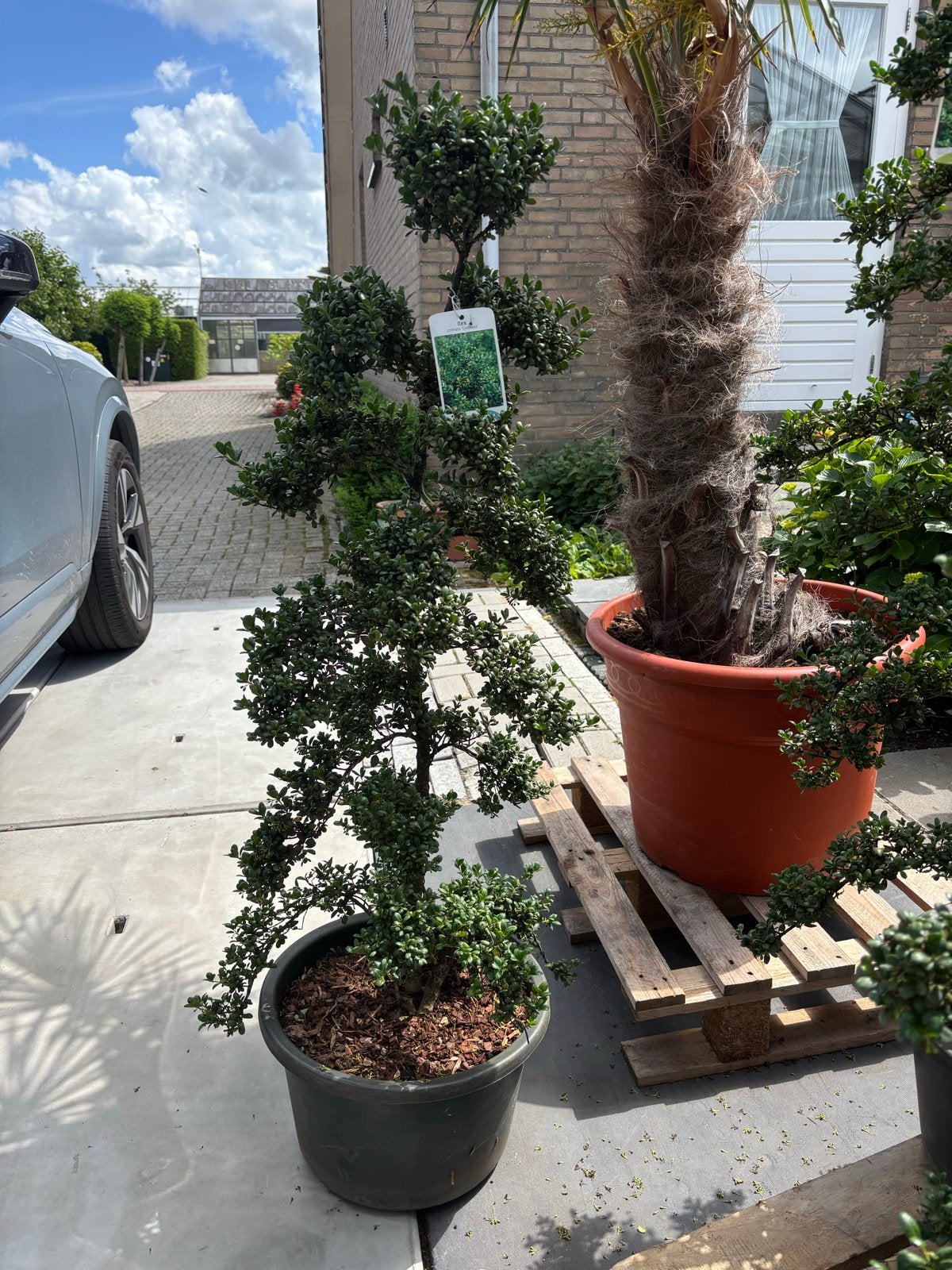 Ilex crenata Convexa Bonsai - Japanse Hulst, Tuin en Terras, Bloeit niet, Halfschaduw, Minder dan 100 cm, Overige soorten