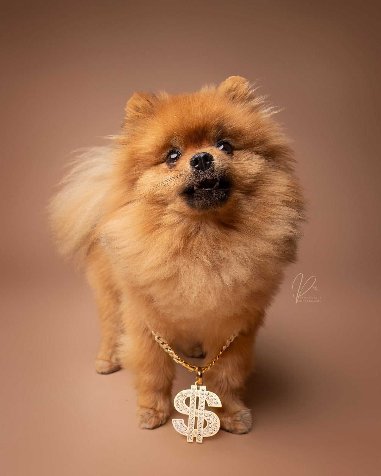Prachtige Pomeriaan Dekreu Beschikbaar – Ivy (2 jaar), Reu, 1 tot 2 jaar, Parvo, Eén hond
