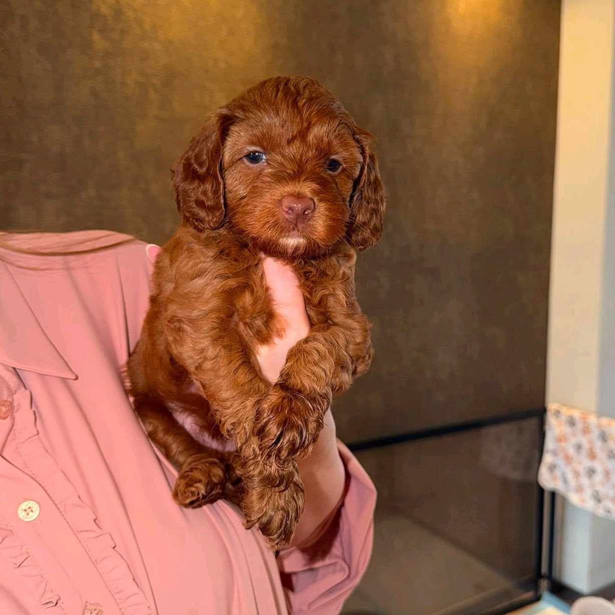 Australian labradoodle pups mini met stamboom, Overige rassen, 8 tot 15 weken, Meerdere, Meerdere dieren