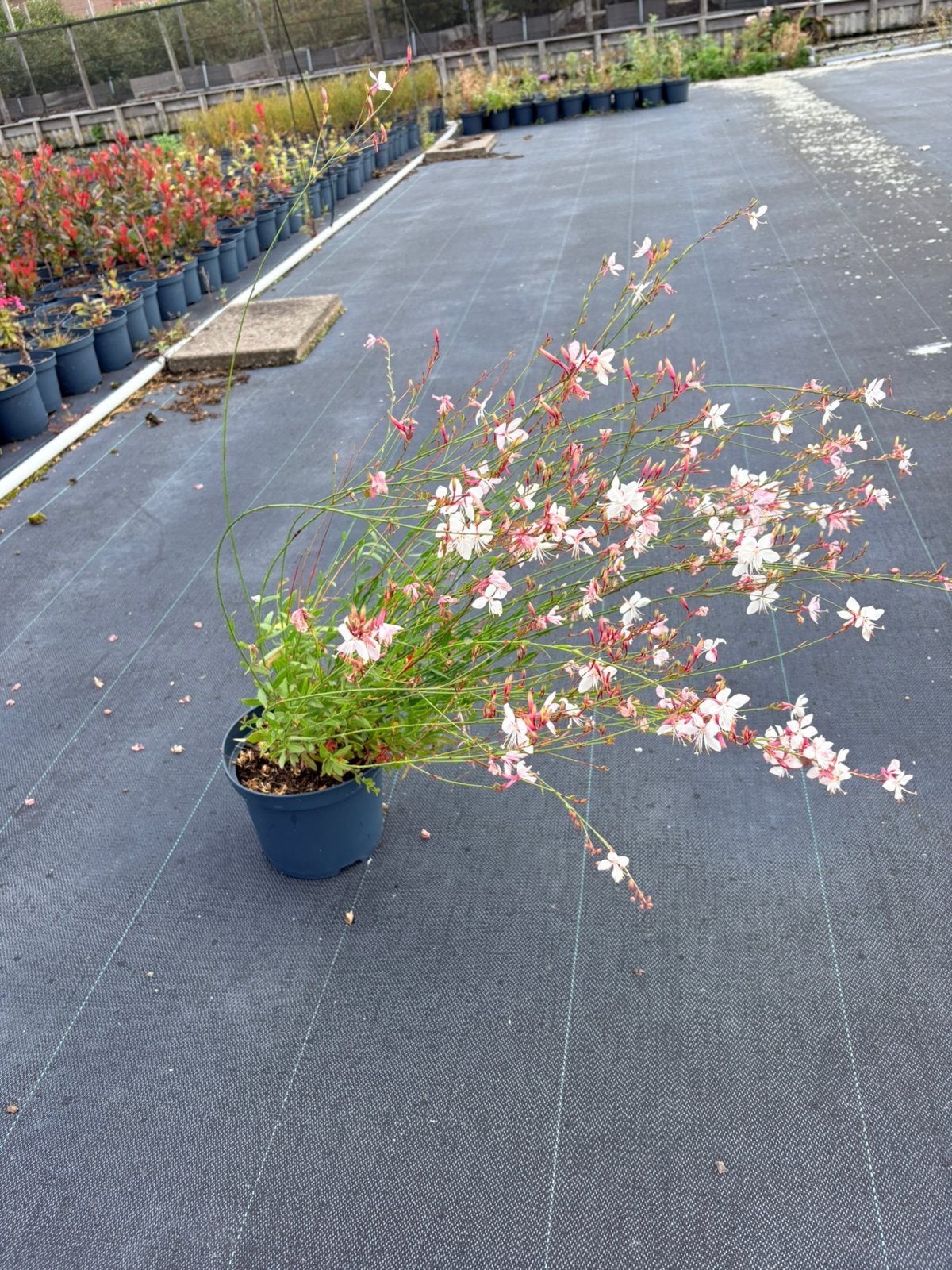 Vaste plant Gaura lindheimeri 'Whirling Butterflies', Tuin en Terras, Ophalen of Verzenden, Overige soorten, Volle zon