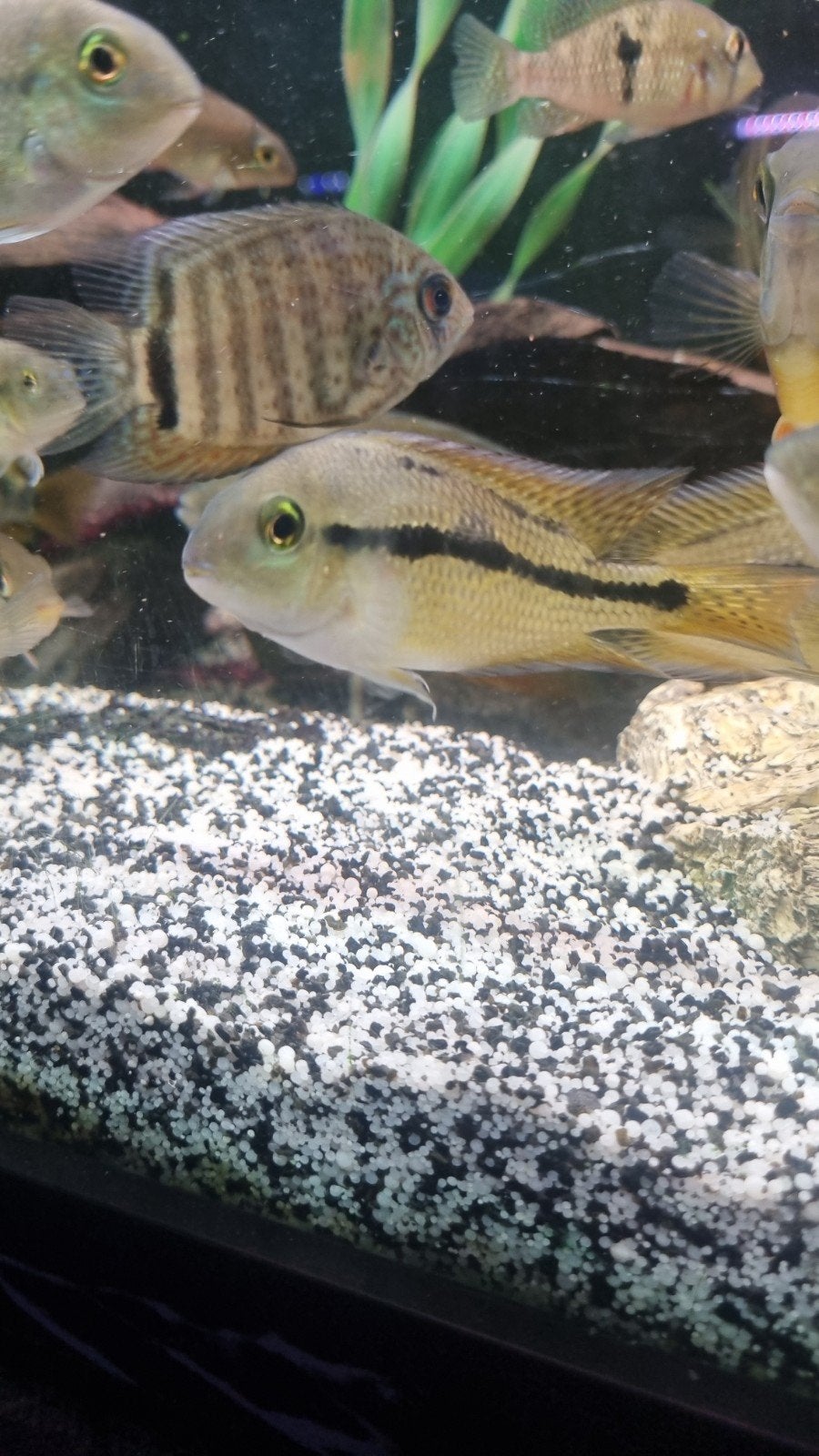 jonge Hypsophrys Nicaraguensis
Hypsophrys nicaraguensisOverz, Vis, Zoetwatervis, Schoolvis