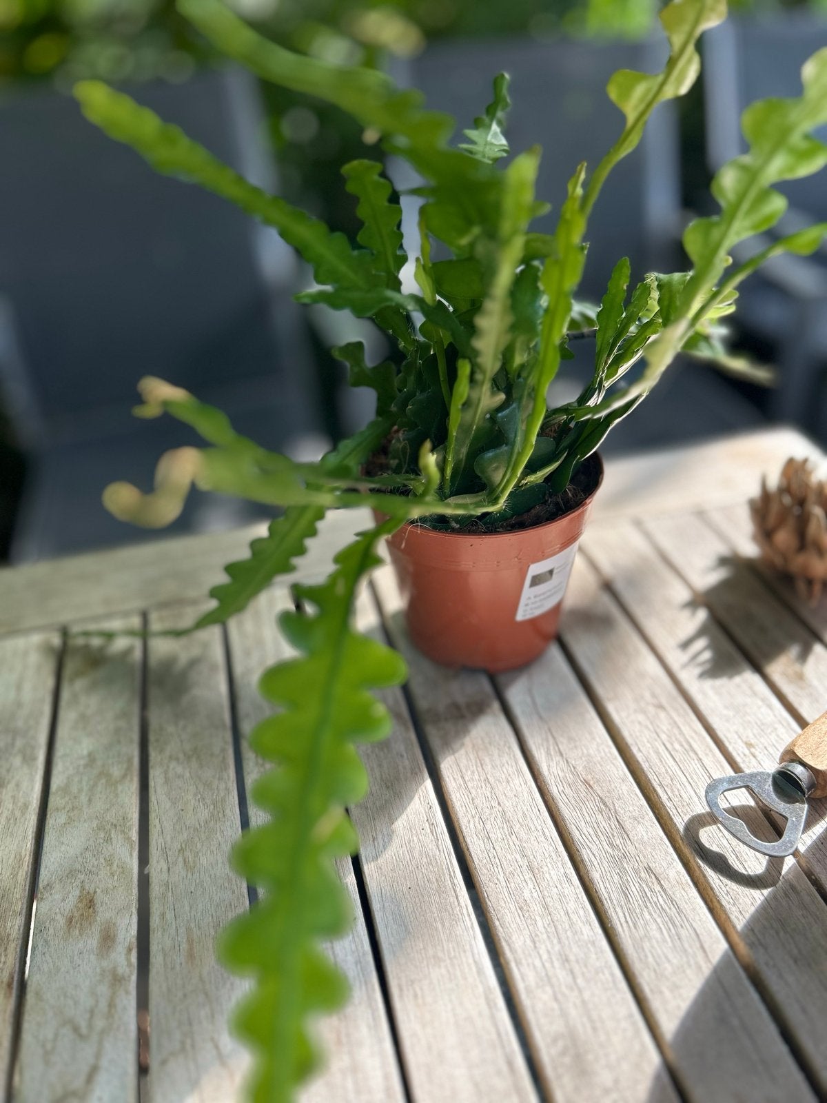 Epiphyllum Anguliger - Zaagcactus, Overige soorten, Vaste plant, Ophalen of Verzenden, Halfschaduw