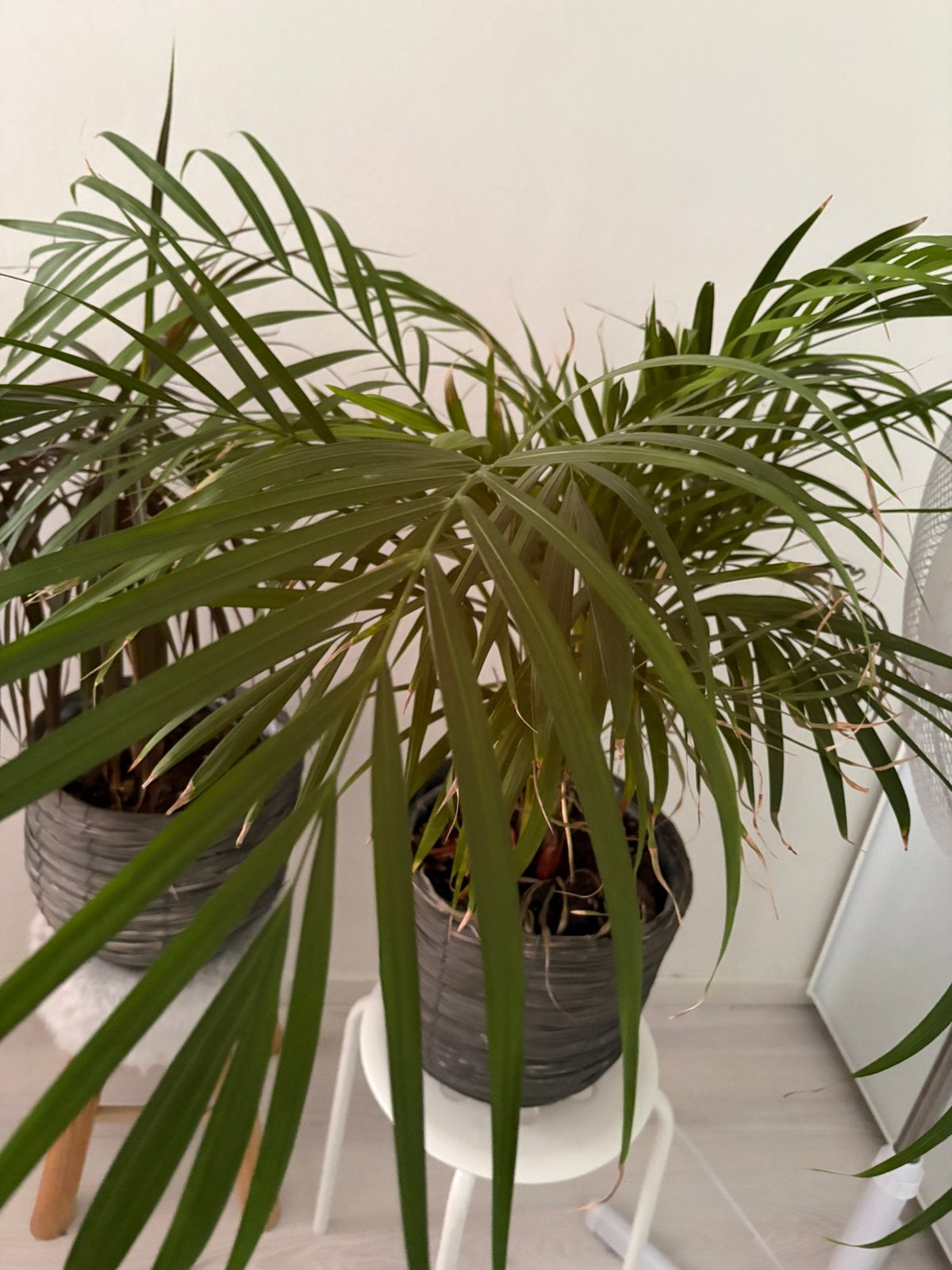 Twee kamerplanten, Ophalen of Verzenden, Halfschaduw, Minder dan 100 cm