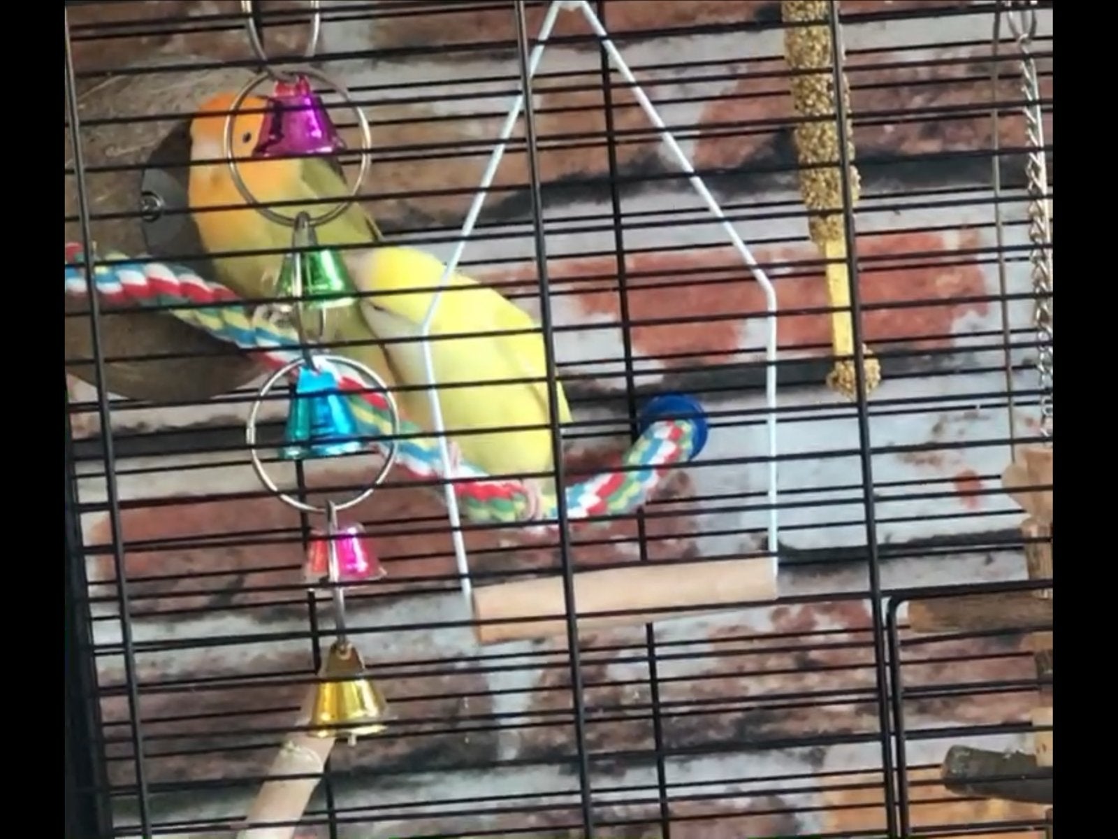 Te koop agapornis. GEEN Koppel., Mannelijk, Dwergpapegaai of Agapornis