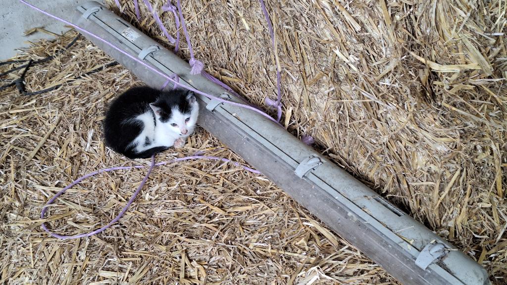 Boerderij kittens, Dieren en Toebehoren, Geslacht onbekend, Kortharig, 0 tot 2 jaar