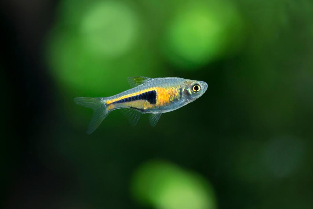 Hockeystickbarbeel (Trigonostigma hengeli), Dieren en Toebehoren, Vissen | Aquariumvissen, Vis, Zoetwatervis, Schoolvis