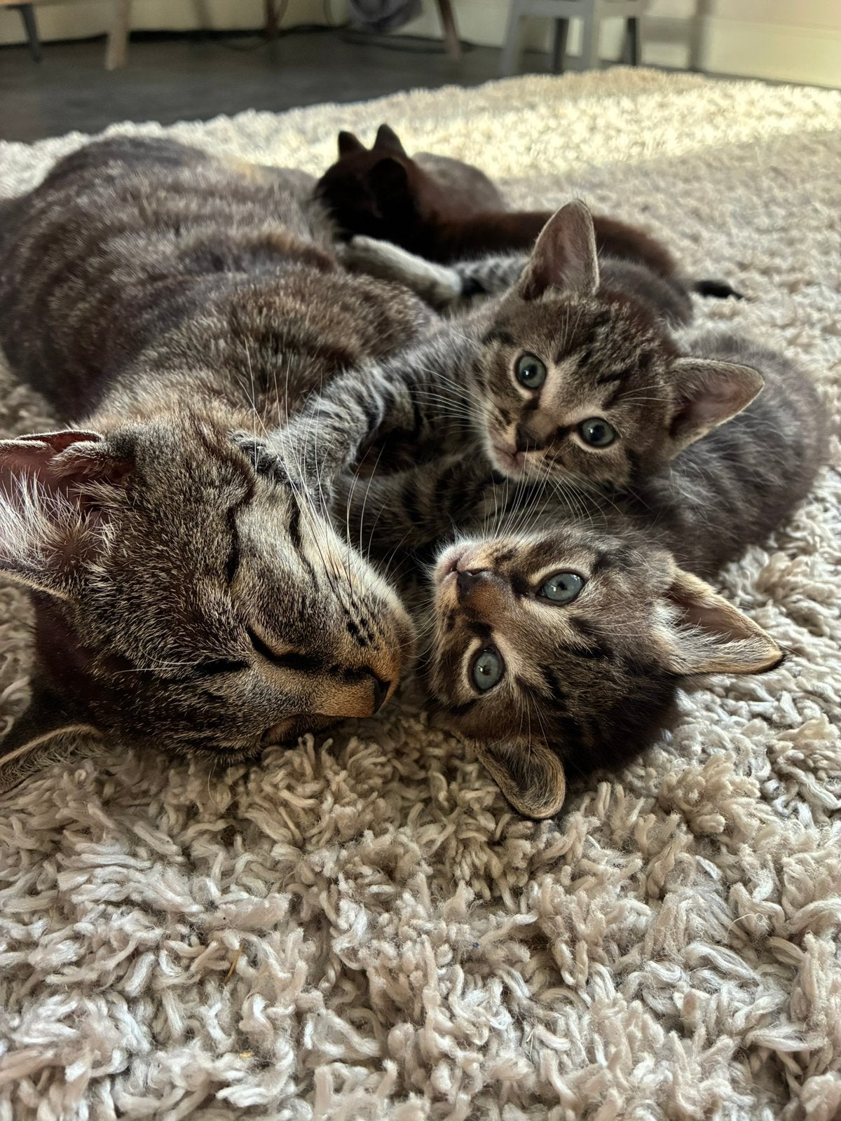Cyperse boerderijkitten, Dieren en Toebehoren, Poes