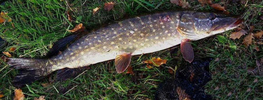 Set G 17 & van 2 stuks polder snoekspinners met streamer, Ophalen, Nieuw, Complete set