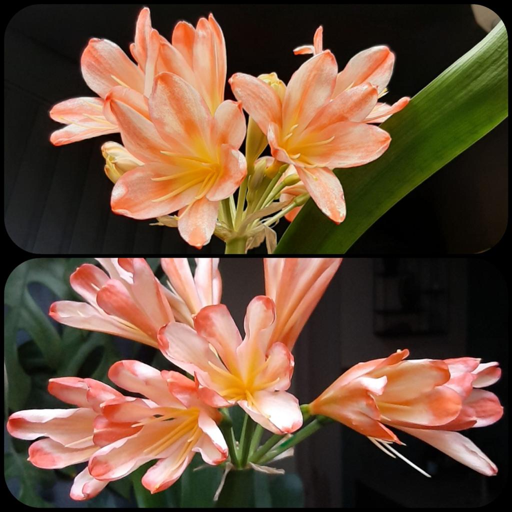 Clivia kruising White Lips Blush x White Lips, Bloeiende kamerplant, Ophalen of Verzenden, Volledige schaduw, Minder dan 100 cm