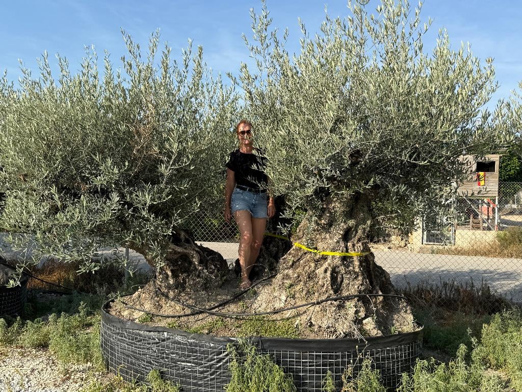Mega bonsai olijfboom triple stam, 140/160 stamomtrek., Olijfboom, 250 tot 400 cm, Zomer, Ophalen
