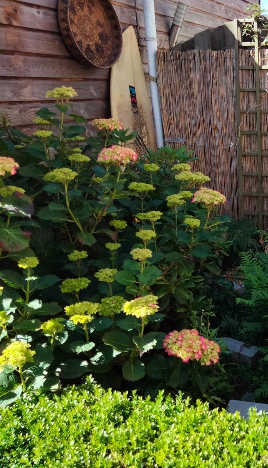 1 gratis roze Hortensia, andere 5 euro, Ophalen, Hortensia, Struik, 100 tot 250 cm