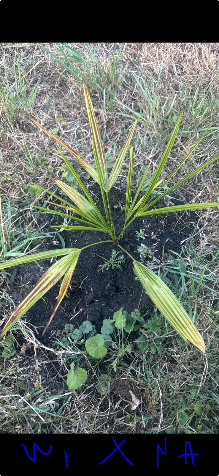 trachycarpus winsan x naggy, Ophalen of Verzenden, Overige soorten, Volle zon