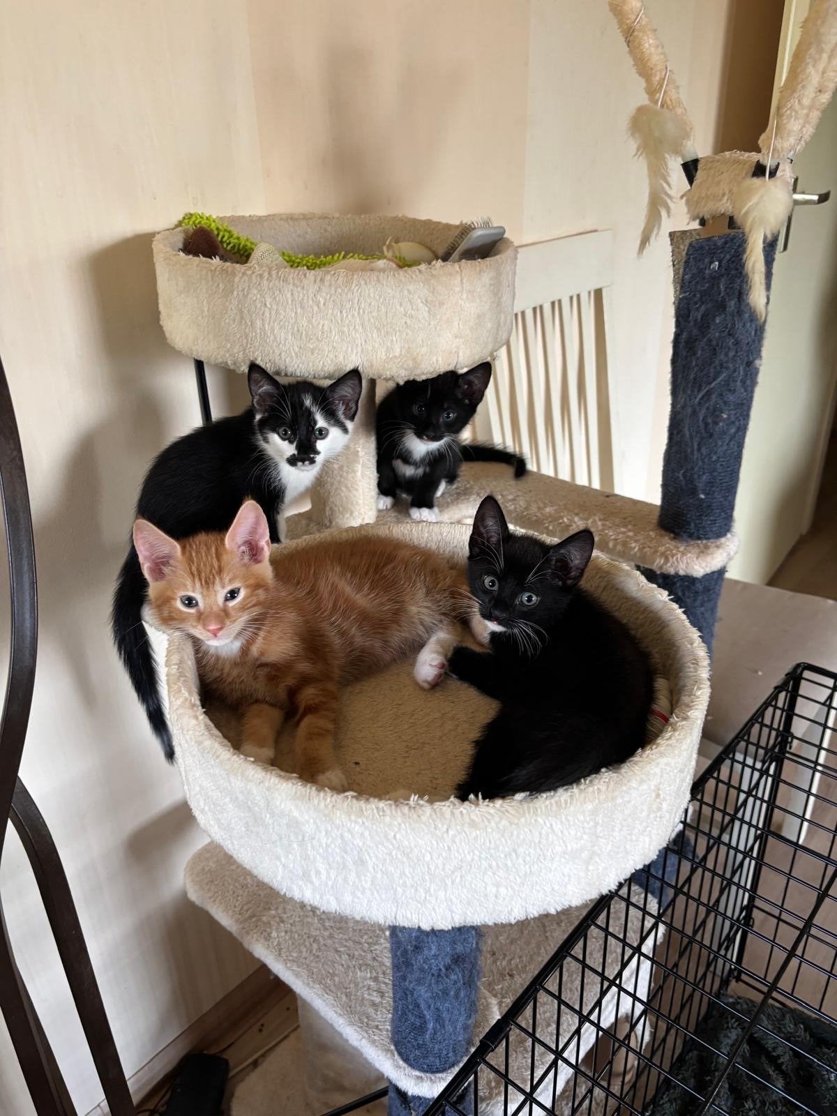 Vier katten. Almere buiten. Mag huis uit., Poes