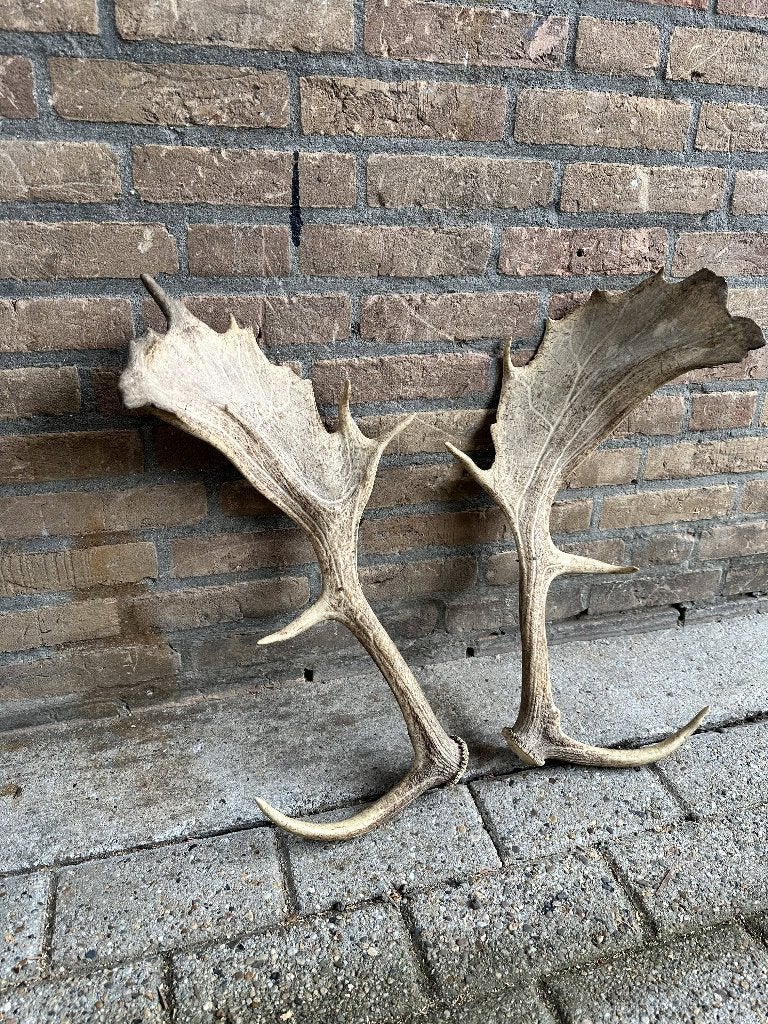 Gewei Hert, Ophalen, Zo goed als nieuw, Hert, Gewei of Kop