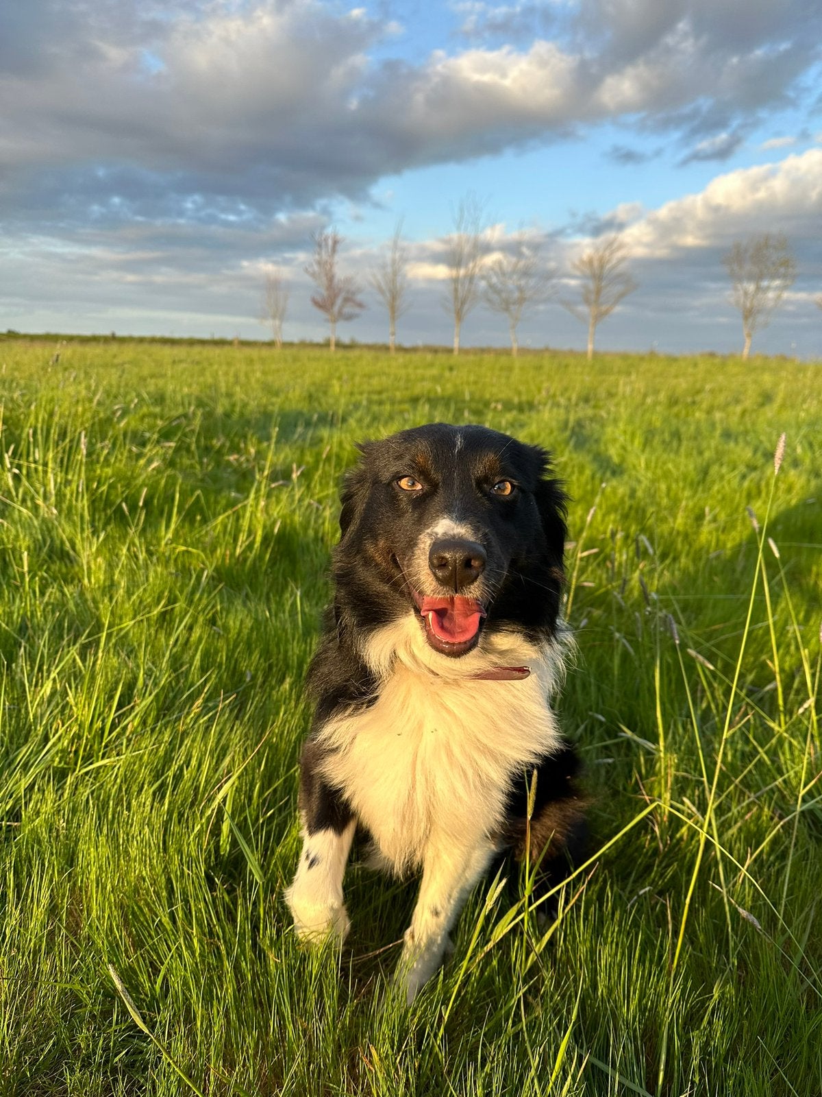 Australische herder puppies met stamboom, 8 tot 15 weken, Meerdere, Meerdere dieren, Herder