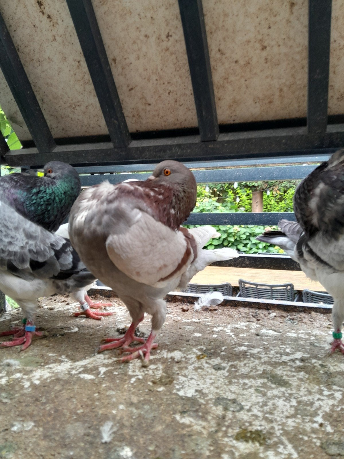 Holle kroppers, Meerdere dieren, Overige soorten