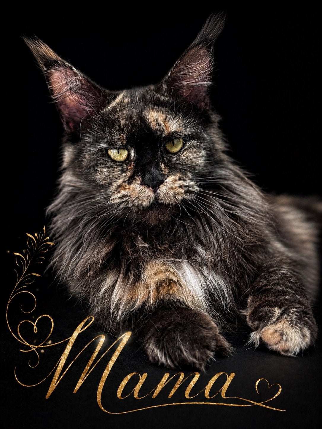 Verwacht Russische Maine Coon kittens, Meerdere dieren, Ontwormd