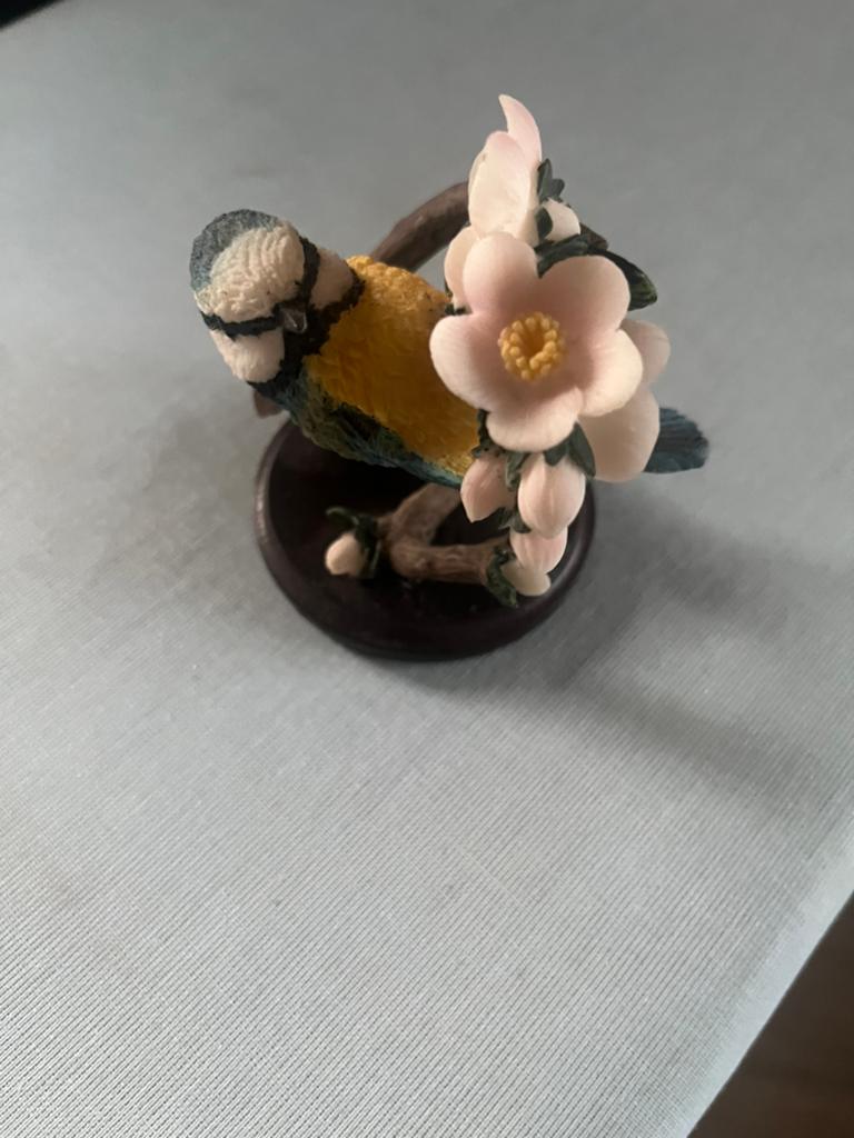 Te koop een pimpelmees, Ophalen of Verzenden, Nieuw