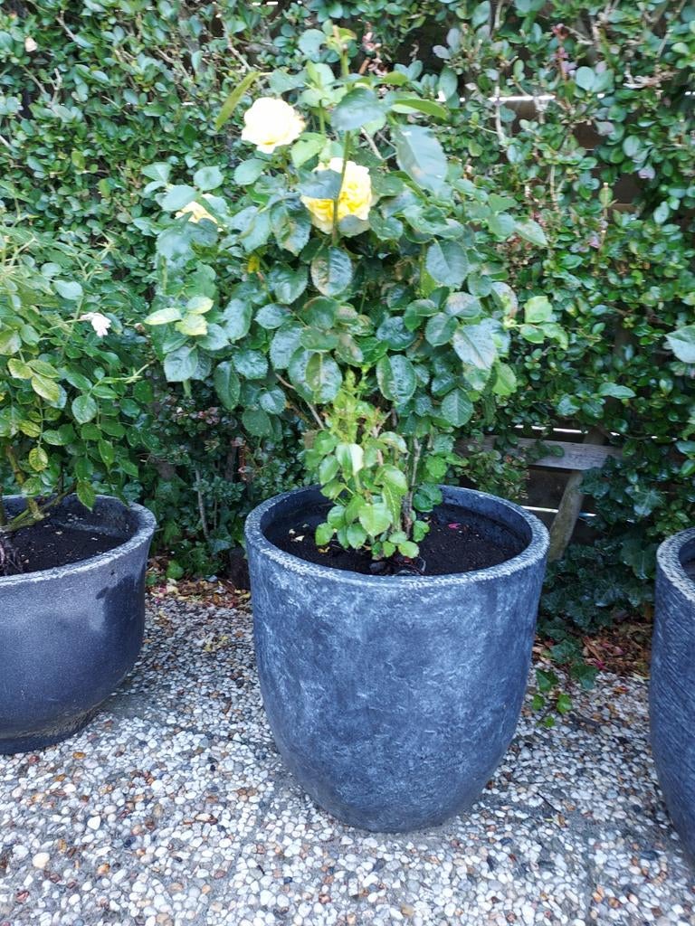 Vier mooie seizoenen planten, Ophalen, Overige soorten, Volle zon
