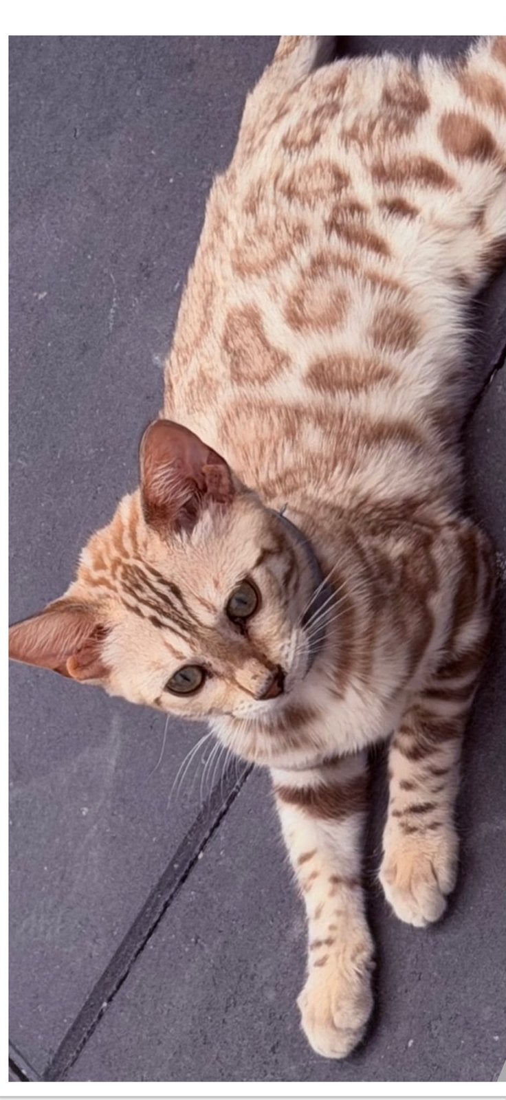 Snow bengaal poes, Poes, Ontwormd