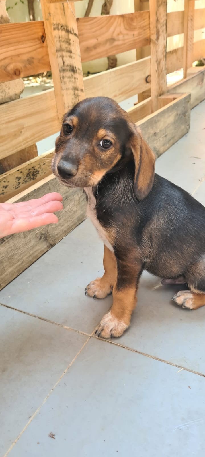 Odysseus verblijft in Cyprus, Dieren en Toebehoren, Honden | Niet-rashonden, Middel, Reu, Handelaar, Eén hond, Nederland, 15 weken tot 1 jaar