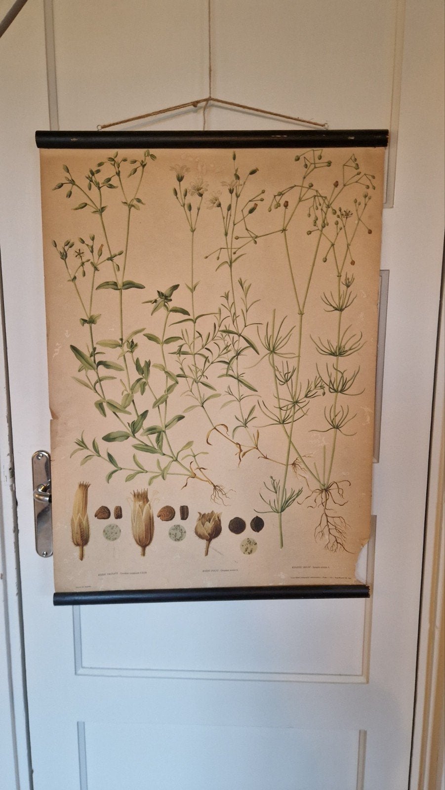 Vintage botanische schoolplaat uit 1953, Antiek en Kunst, Ophalen, Natuur en Biologie