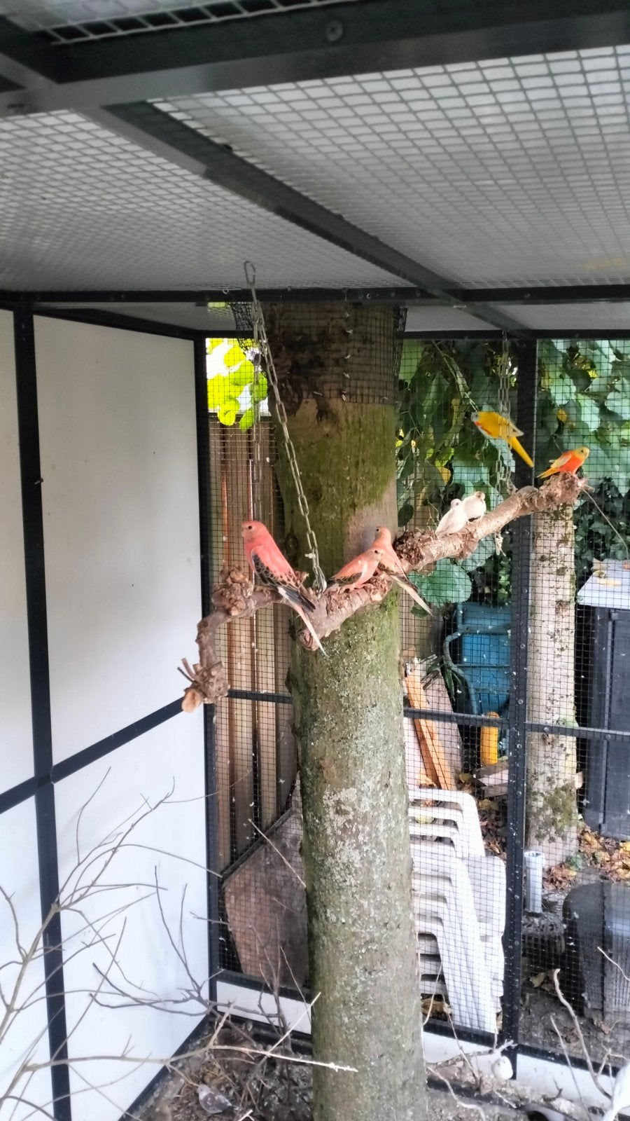 bourke parkieten, Dieren en Toebehoren, Meerdere dieren, Parkiet, Geringd